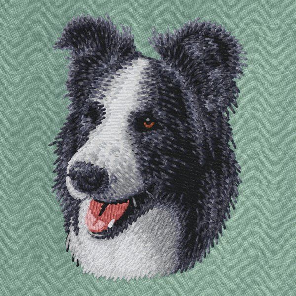 Border Collie 6