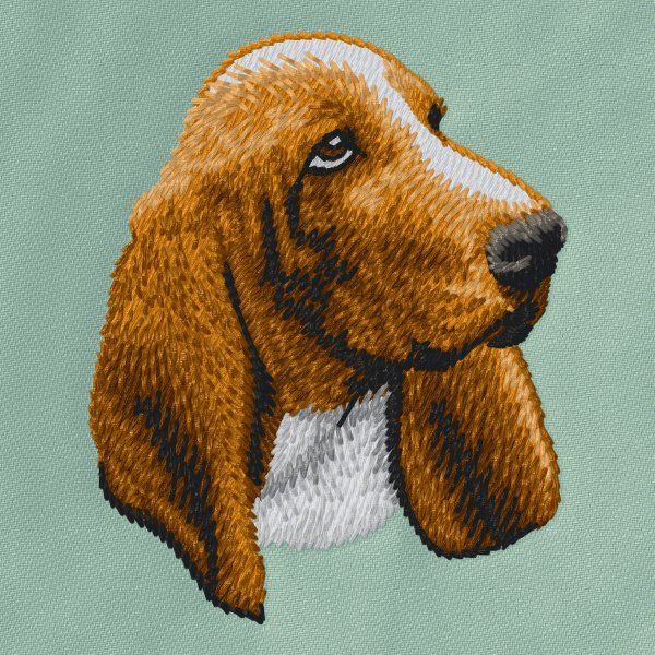 Basset Hound 5