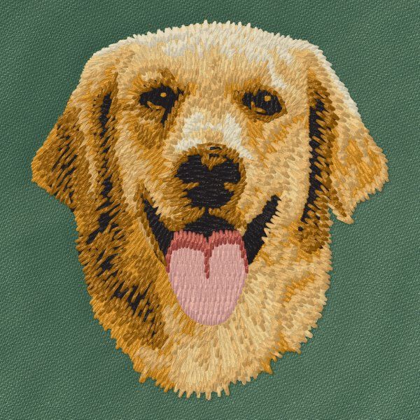 Golden Retriever 7