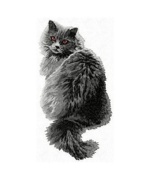 Britská dlouhosrstá kočka