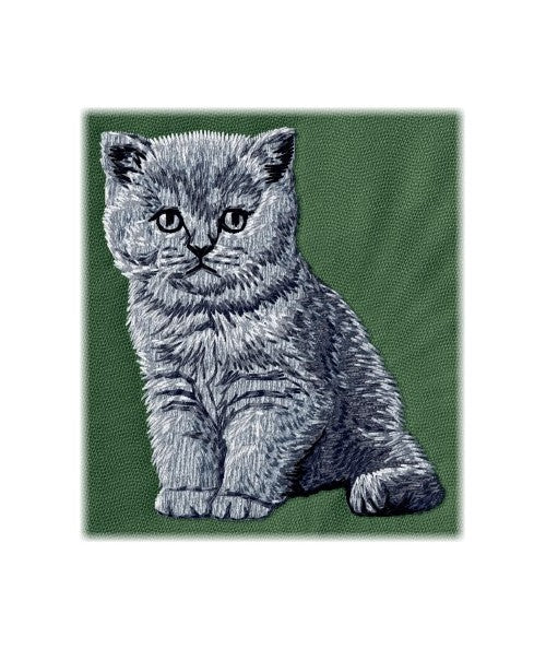 Britská krátkosrstá kočka