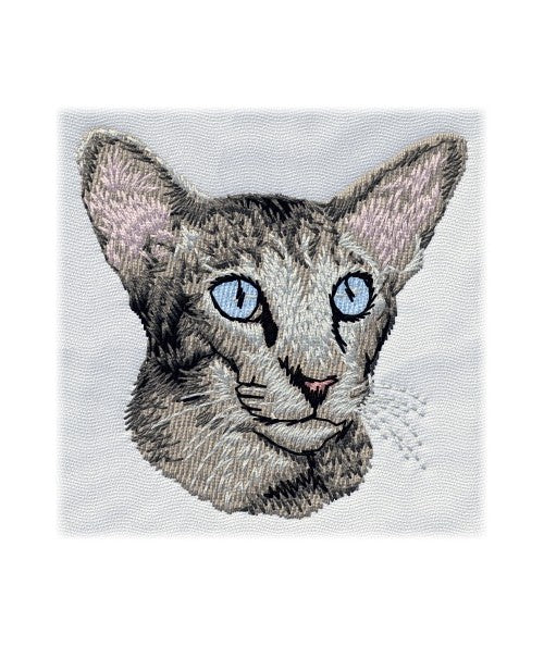 Chocolate Spotted Tabby Oriental Cat