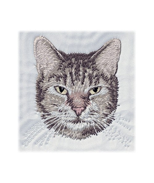 English Domestic Tabby Shorthair