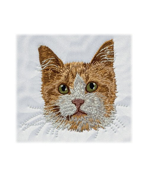 Mainská mývalí kočka 1