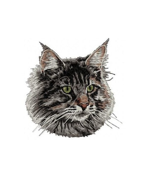 Mainská mývalí kočka 2