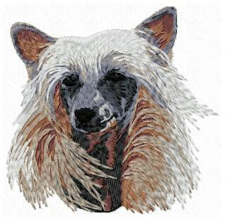 Čínský chocholatý pes 1