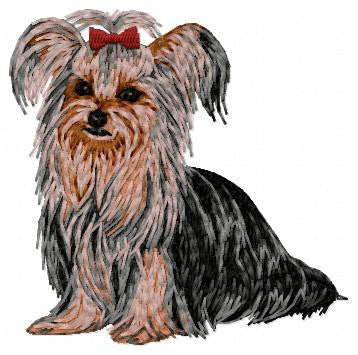 Yorkshire Terrier 4