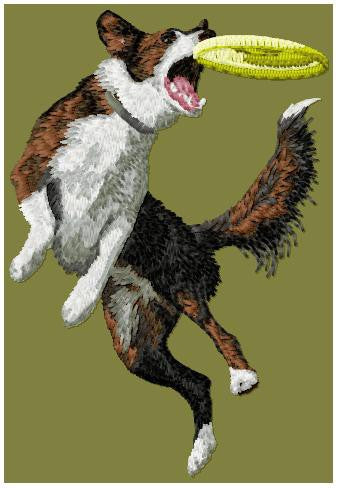 Border kolie - Agility 1