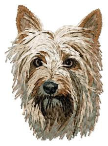 Australian Silky Terrier 2