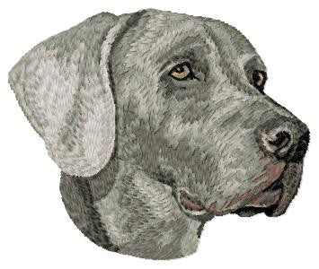 Weimaraner 1