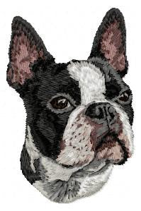 Boston Terrier 2