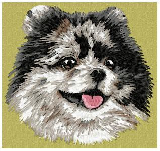 Pomeranian 3