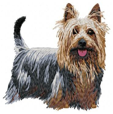 Australian Silky Terrier 1