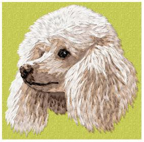 Poodle 3