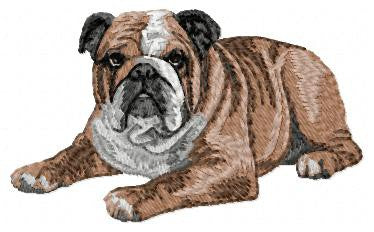 English Bulldog 3
