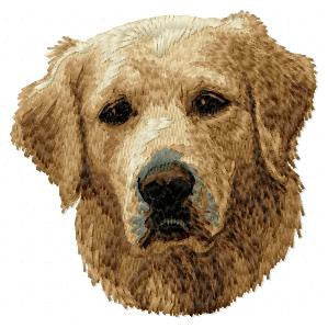 Golden Retriever 4