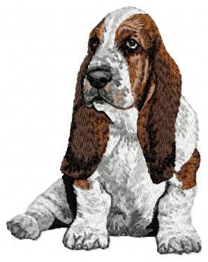 Basset Hound 3