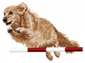 Zlatý retrívr - Agility