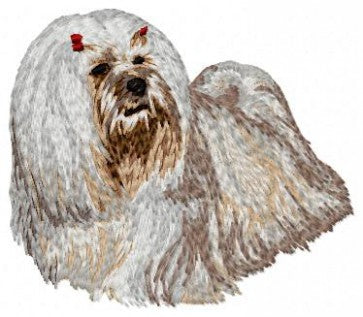 Lhasa Apso 2