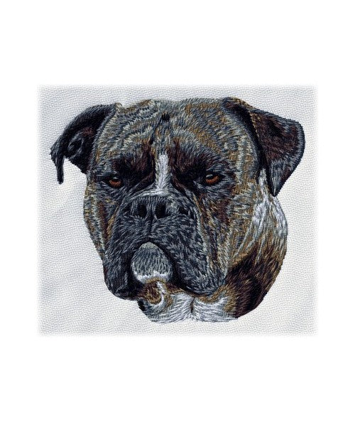 Old English Bulldog 1